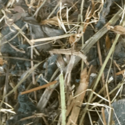 RED CLOVER HAY Seeds & Cereals (2000) Ltd