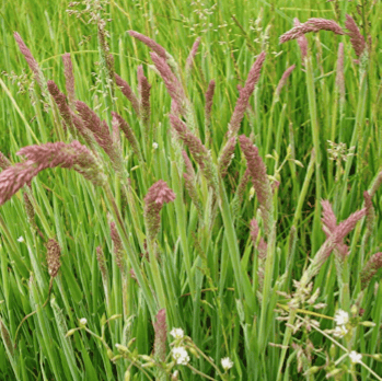 OTHER PASTURE GRASSES