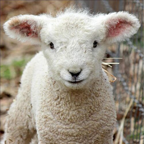 SHEEP/LAMBS