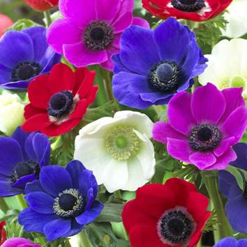 ANEMONE De Caen Mixed – Seeds and Cereals