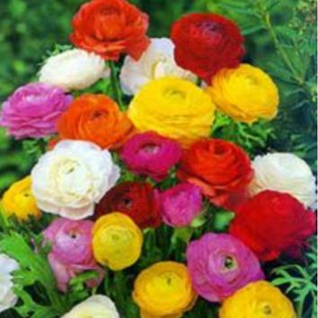 RANUNCULUS Rainbow mix - Seeds & Cereals