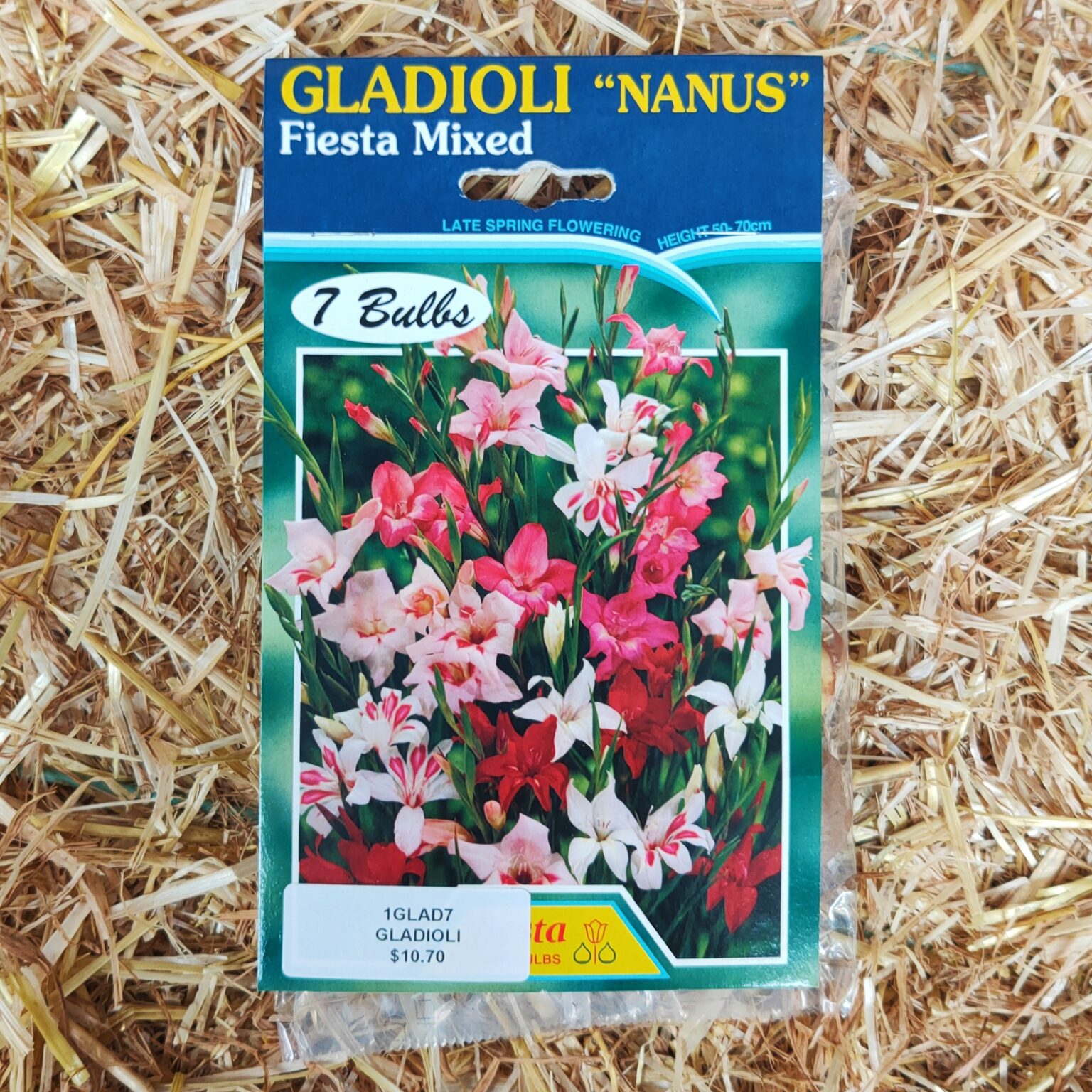 GLADIOLI “NANUS” FLOWER BULBS – Seeds & Cereals (2000) Ltd